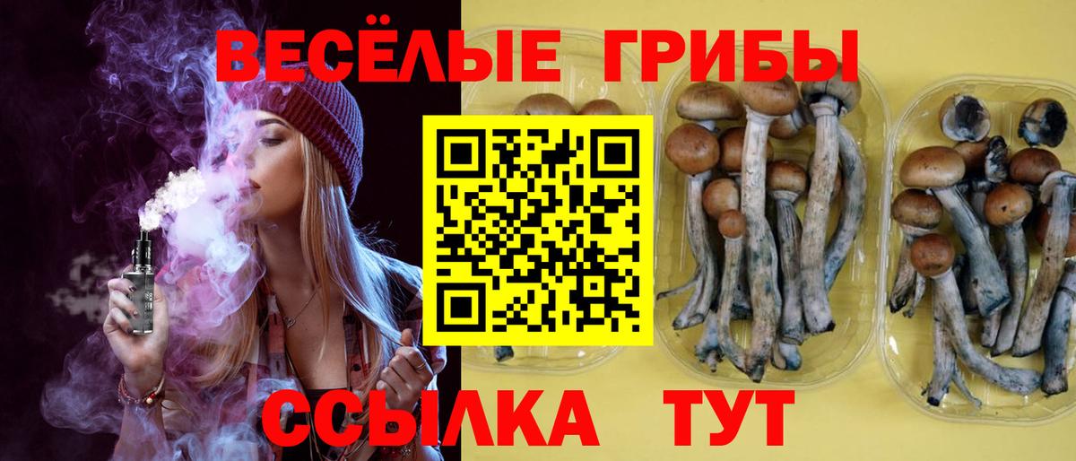 Псилоцибиновые грибы Psilocybe Чернушка
